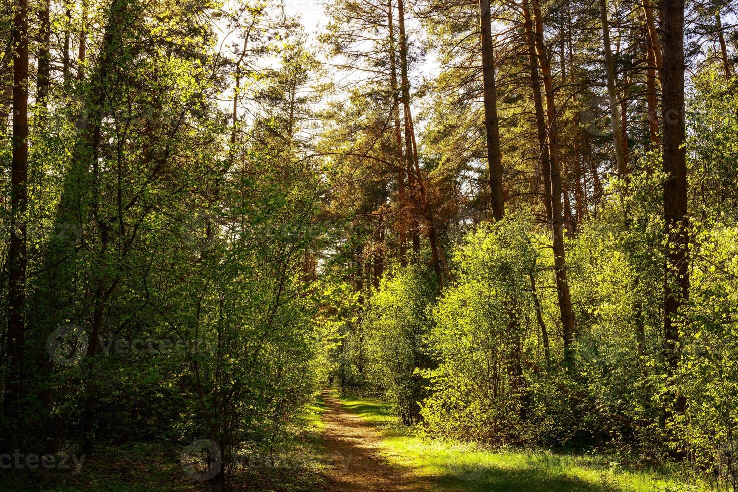Sunbeams streaming through the pine trees and illuminating the young green foliage on the bushes in the pine forest in spring. photo