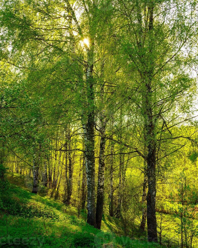 Sunset or sunrise in a spring birch forest with bright young foliage glowing in the rays of the sun and shadows. photo