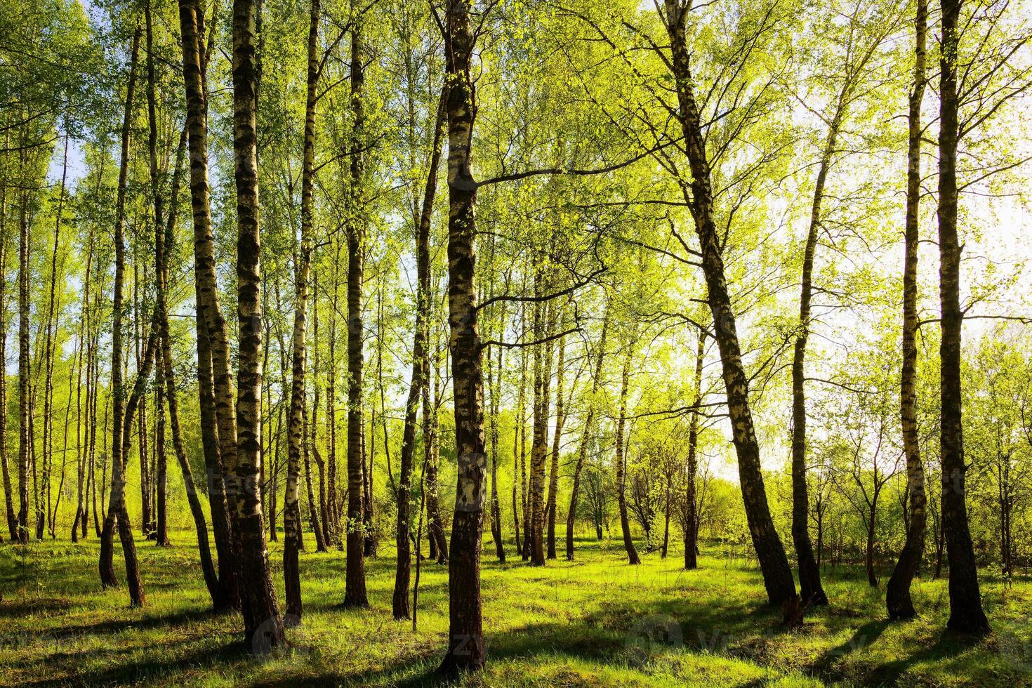 Sunset or sunrise in a spring birch forest with bright young foliage glowing in the rays of the sun and shadows. photo