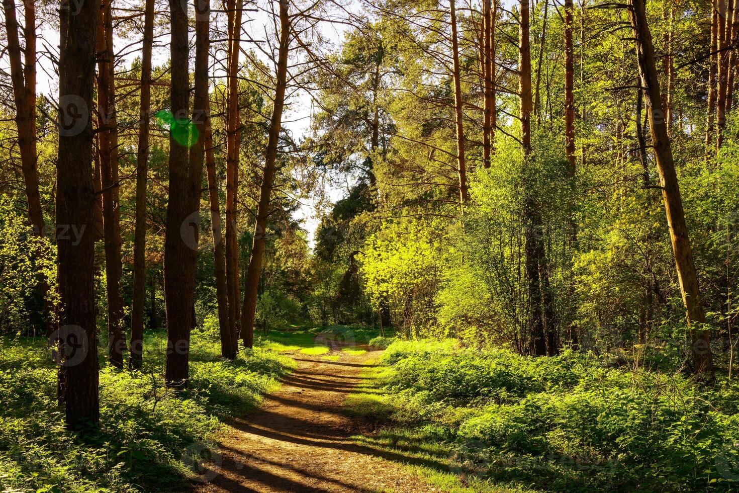 Sunbeams streaming through the pine trees and illuminating the young green foliage on the bushes in the pine forest in spring. photo
