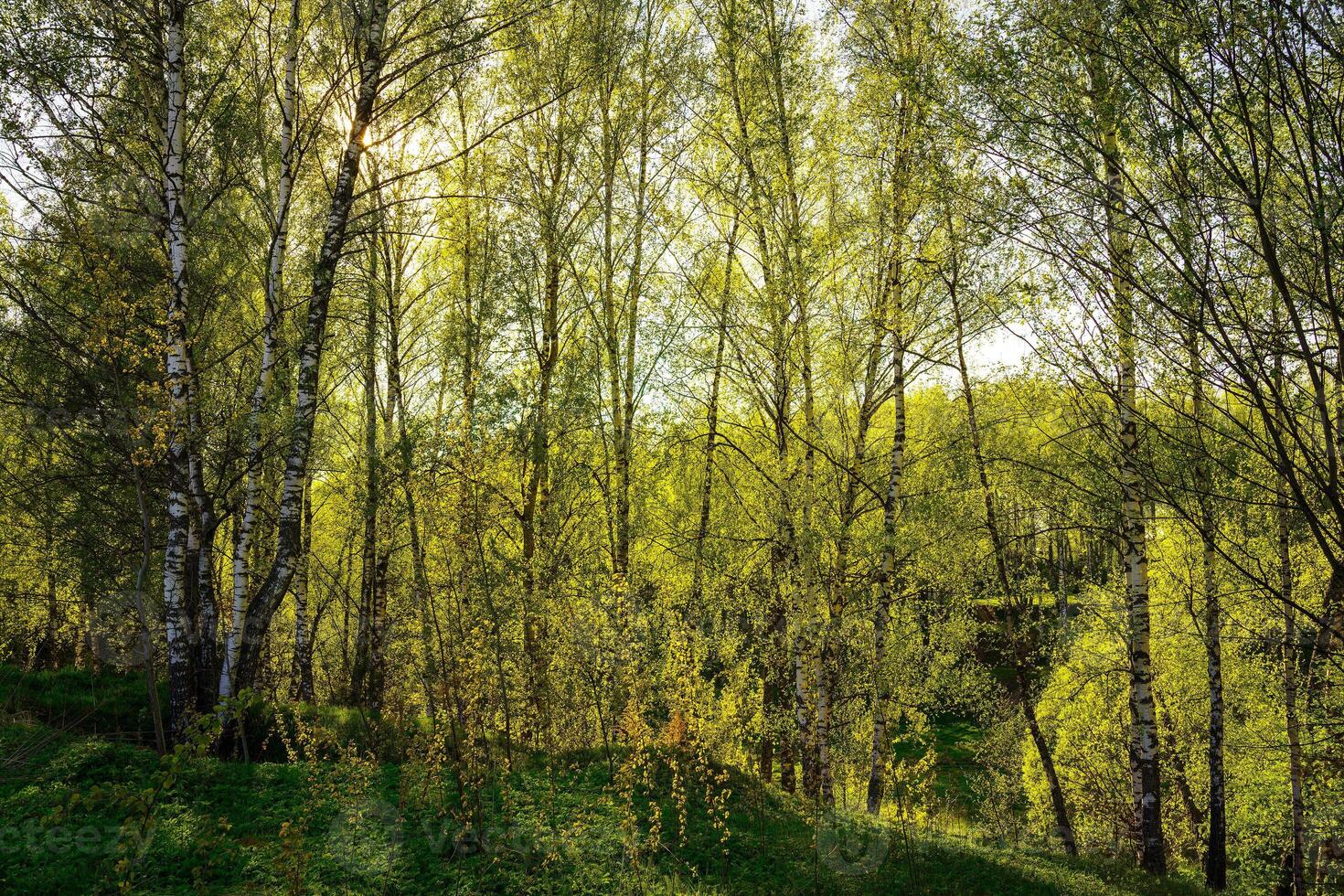 Sunset or sunrise in a spring birch forest with bright young foliage glowing in the rays of the sun and shadows. photo