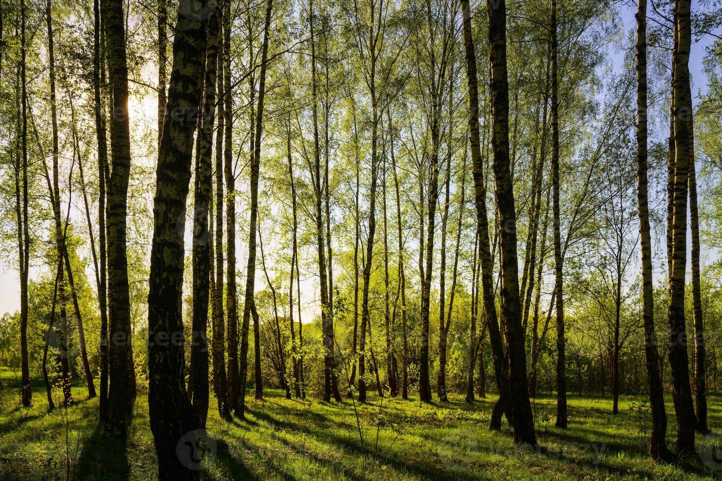 Sunset or sunrise in a spring birch forest with bright young foliage glowing in the rays of the sun and shadows. photo