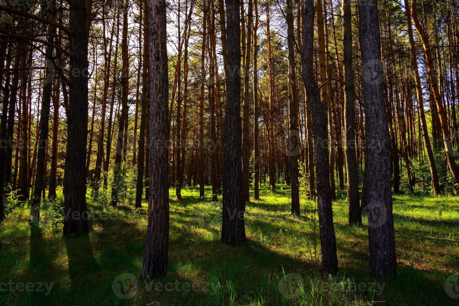 Sunbeams streaming through the pine trees and illuminating the young green foliage on the bushes in the pine forest in spring. photo