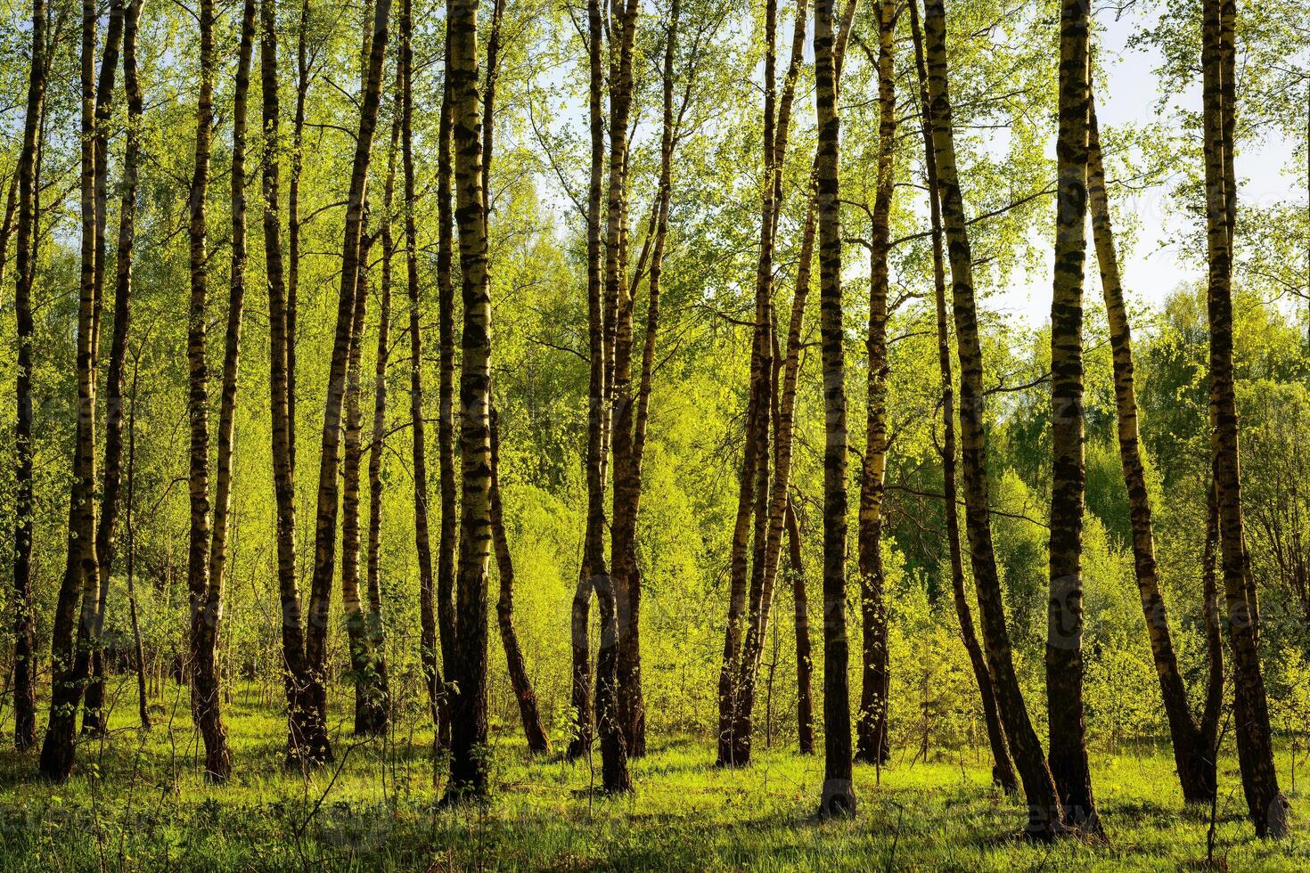 Sunset or sunrise in a spring birch forest with bright young foliage glowing in the rays of the sun and shadows. photo