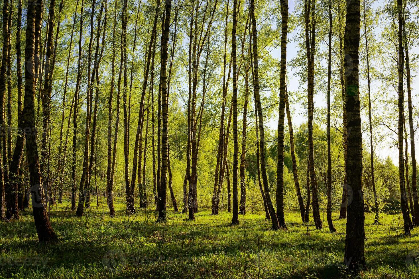 Sunset or sunrise in a spring birch forest with bright young foliage glowing in the rays of the sun and shadows. photo