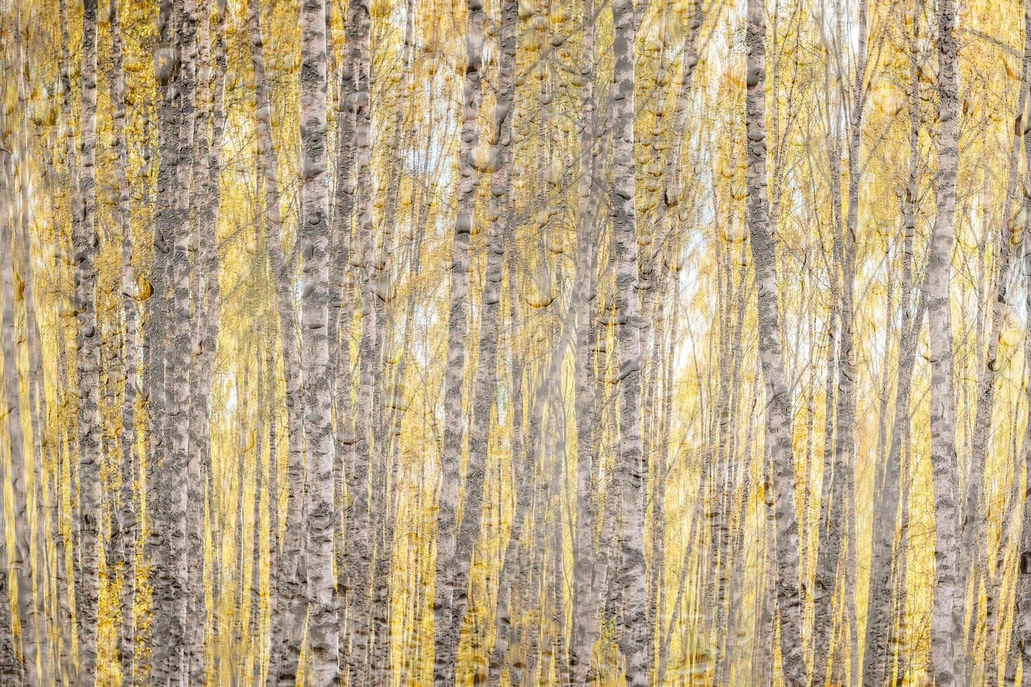 Birch trees with yellow foliage illuminated by the sun after rain behind wet glass in golden autumn. The concept of changing bad weather to good and falling leaves. Abstract landscape. photo