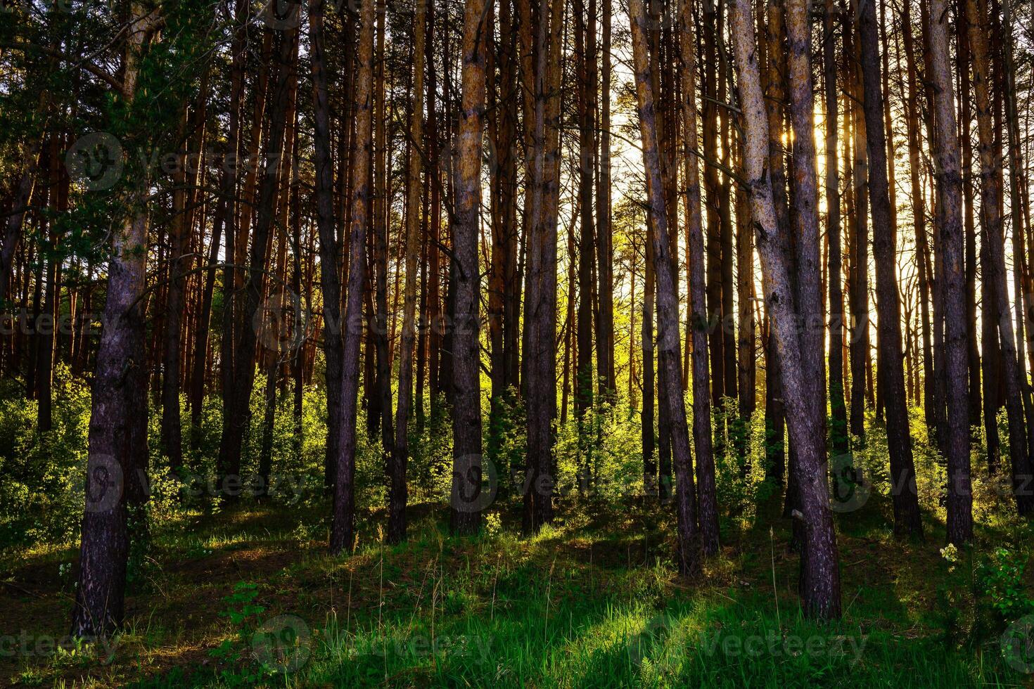 Sunbeams streaming through the pine trees and illuminating the young green foliage on the bushes in the pine forest in spring. photo