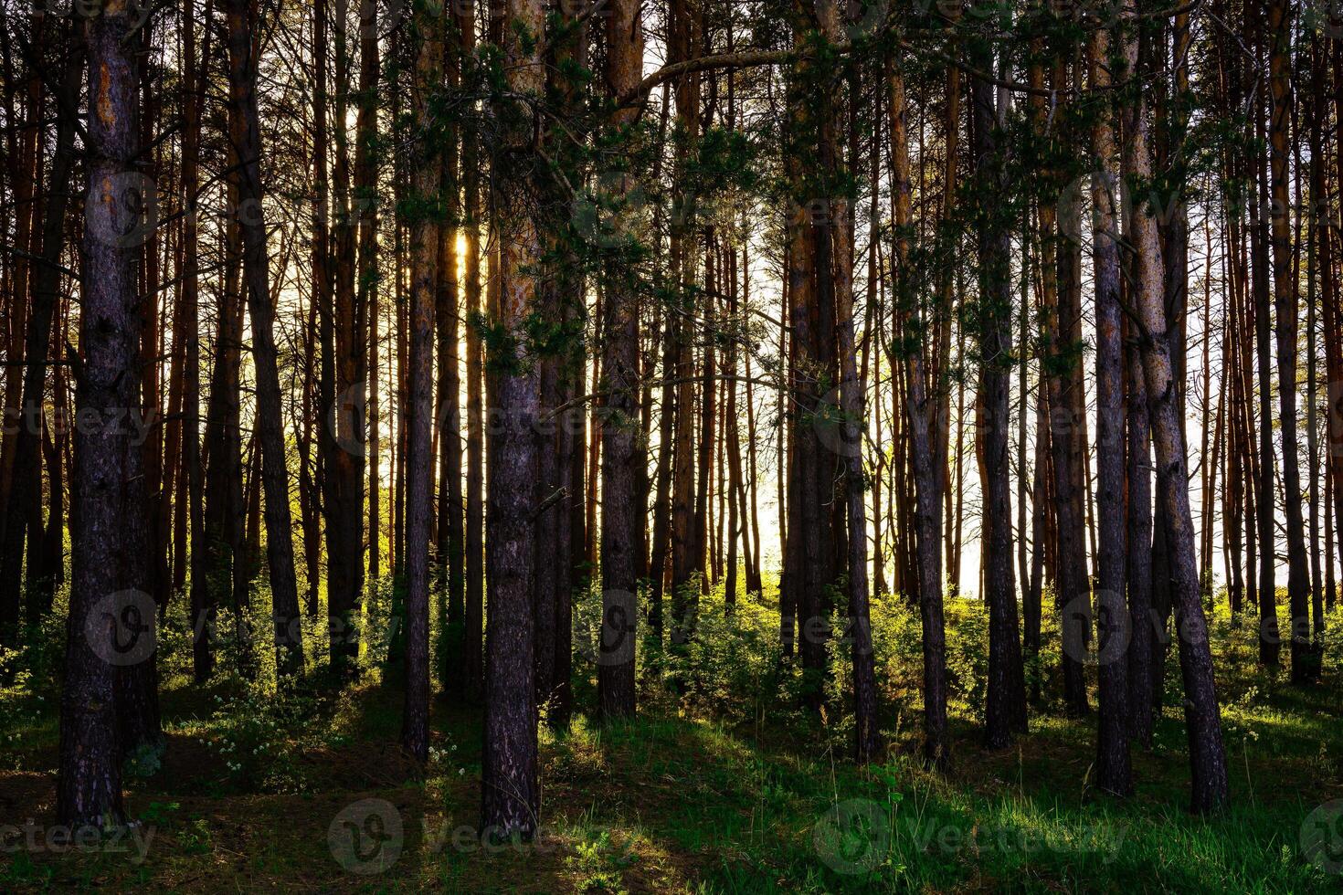 Sunbeams streaming through the pine trees and illuminating the young green foliage on the bushes in the pine forest in spring. photo