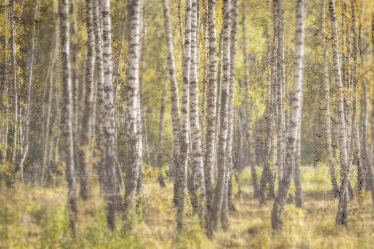 Birch trees with yellow foliage illuminated by the sun after rain behind wet glass in golden autumn. The concept of changing bad weather to good and falling leaves. Abstract landscape. photo