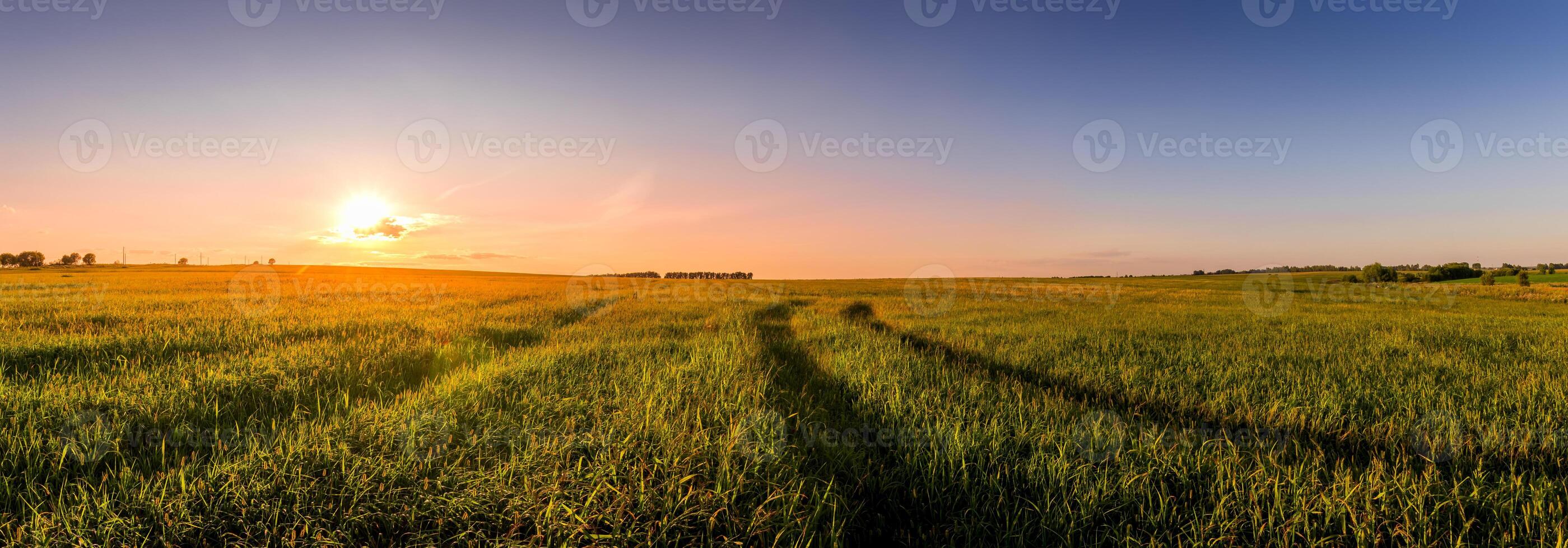Sunset or sunrise in an agricultural field with ears of young green wheat and a path through it on a sunny day. The rays of the sun pushing through the clouds. photo