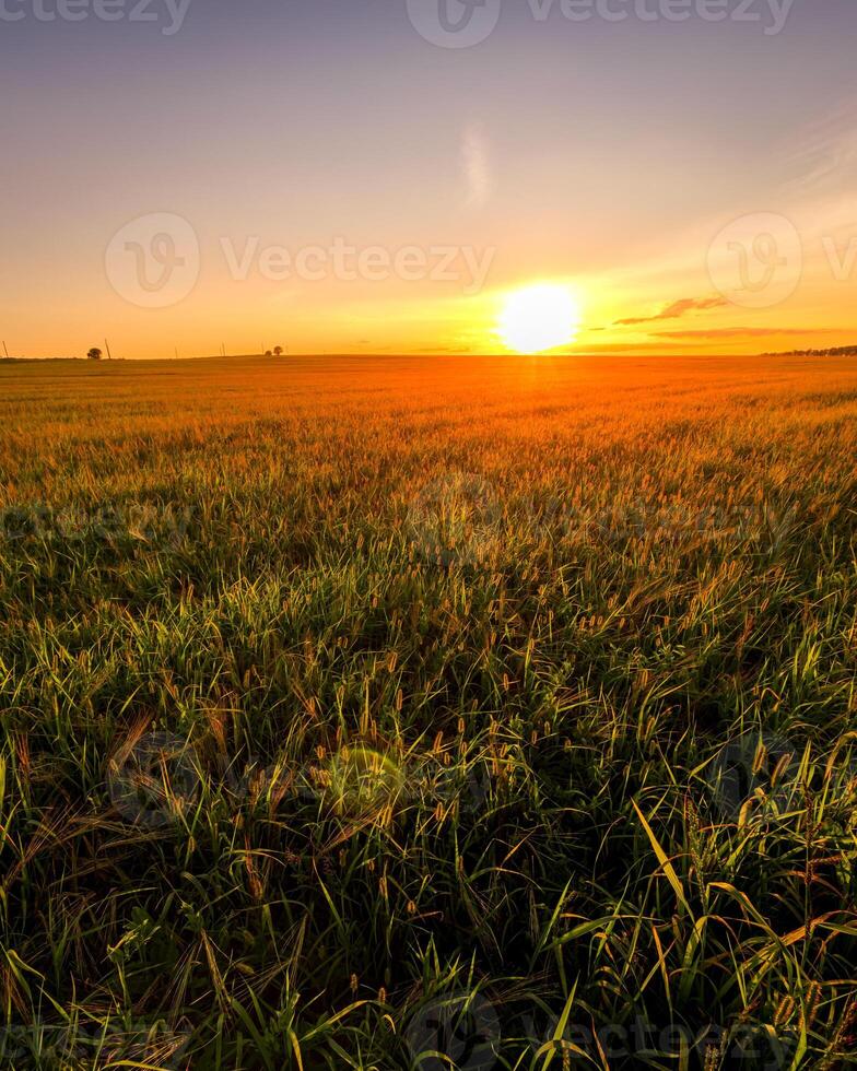 Sunset or sunrise in an agricultural field with ears of young green wheat on a sunny day. The rays of the sun pushing through the clouds. photo