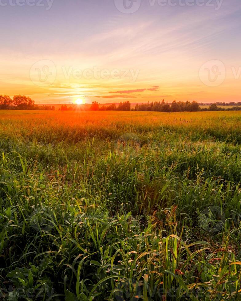 Sunset or sunrise in an agricultural field with ears of young green wheat on a sunny day. The rays of the sun pushing through the clouds. photo