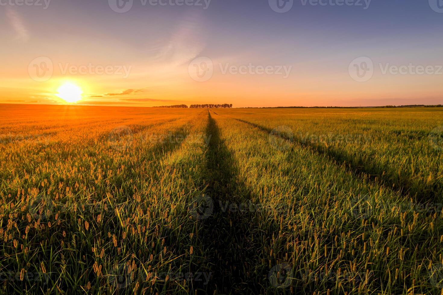 Sunset or sunrise in an agricultural field with ears of young green wheat and a path through it on a sunny day. The rays of the sun pushing through the clouds. photo
