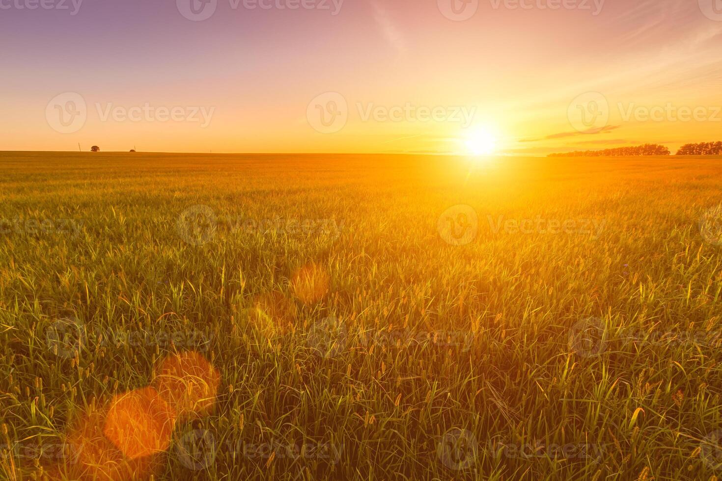 Sunset or sunrise in an agricultural field with ears of young green wheat and a path through it on a sunny day. The rays of the sun pushing through the clouds. photo