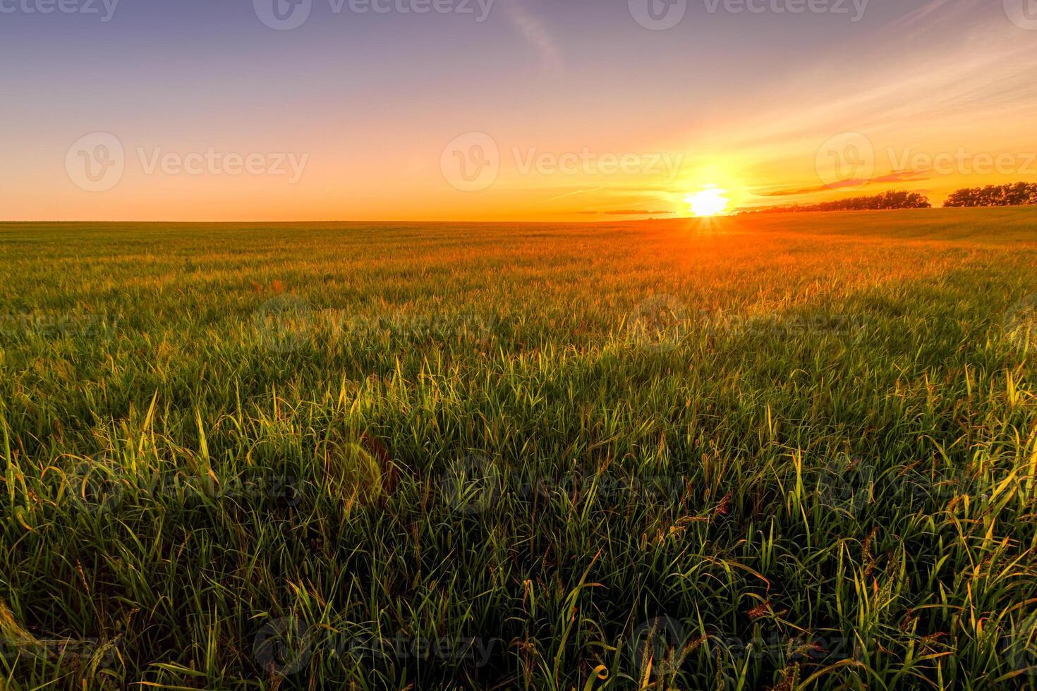 Sunset or sunrise in an agricultural field with ears of young green wheat and a path through it on a sunny day. The rays of the sun pushing through the clouds. photo