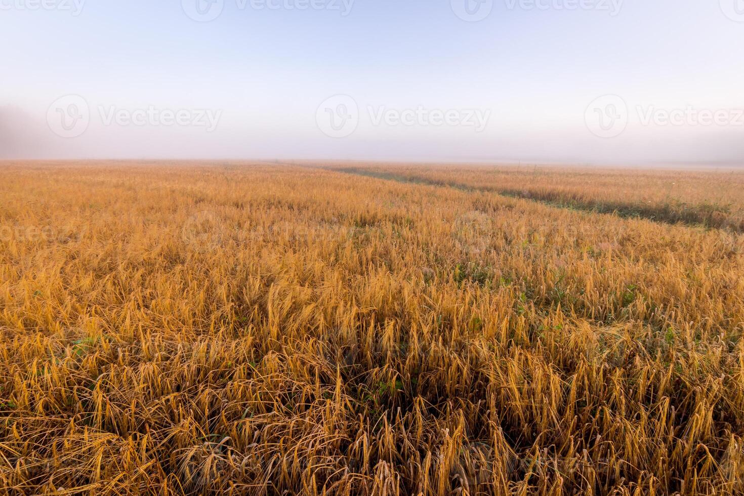 Sunrise in an agricultural field with fog and golden rye covered with dew on an early summer morning. photo