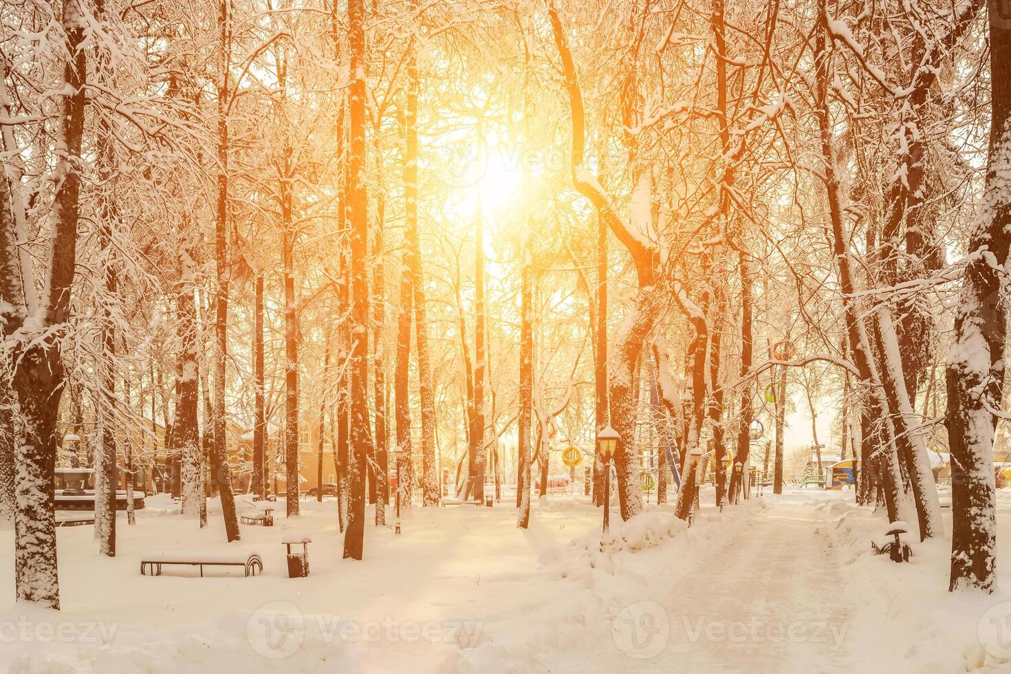Winter park with trees covered with snow. photo