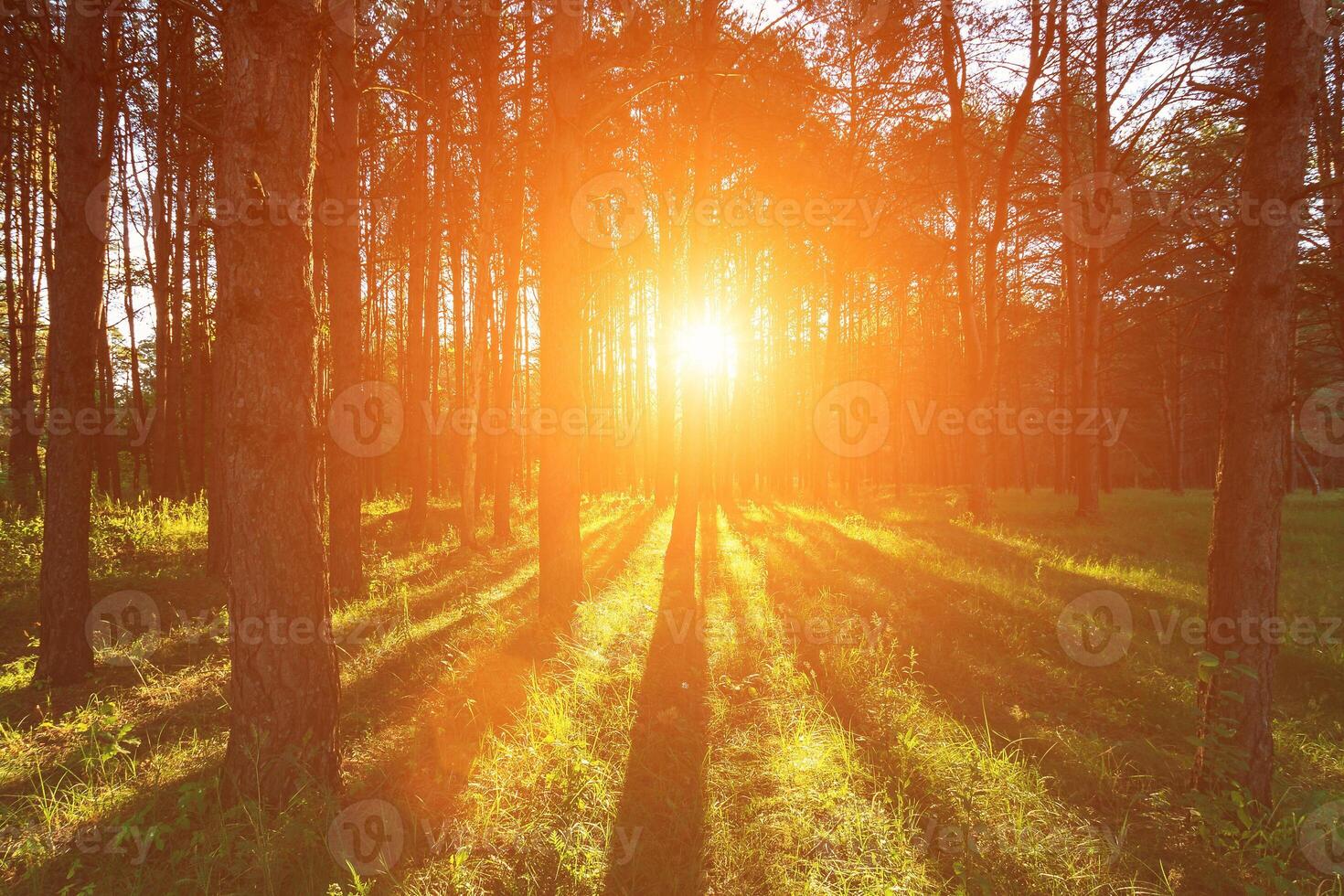 Sunset or sunrise at spring-summer pine forest photo