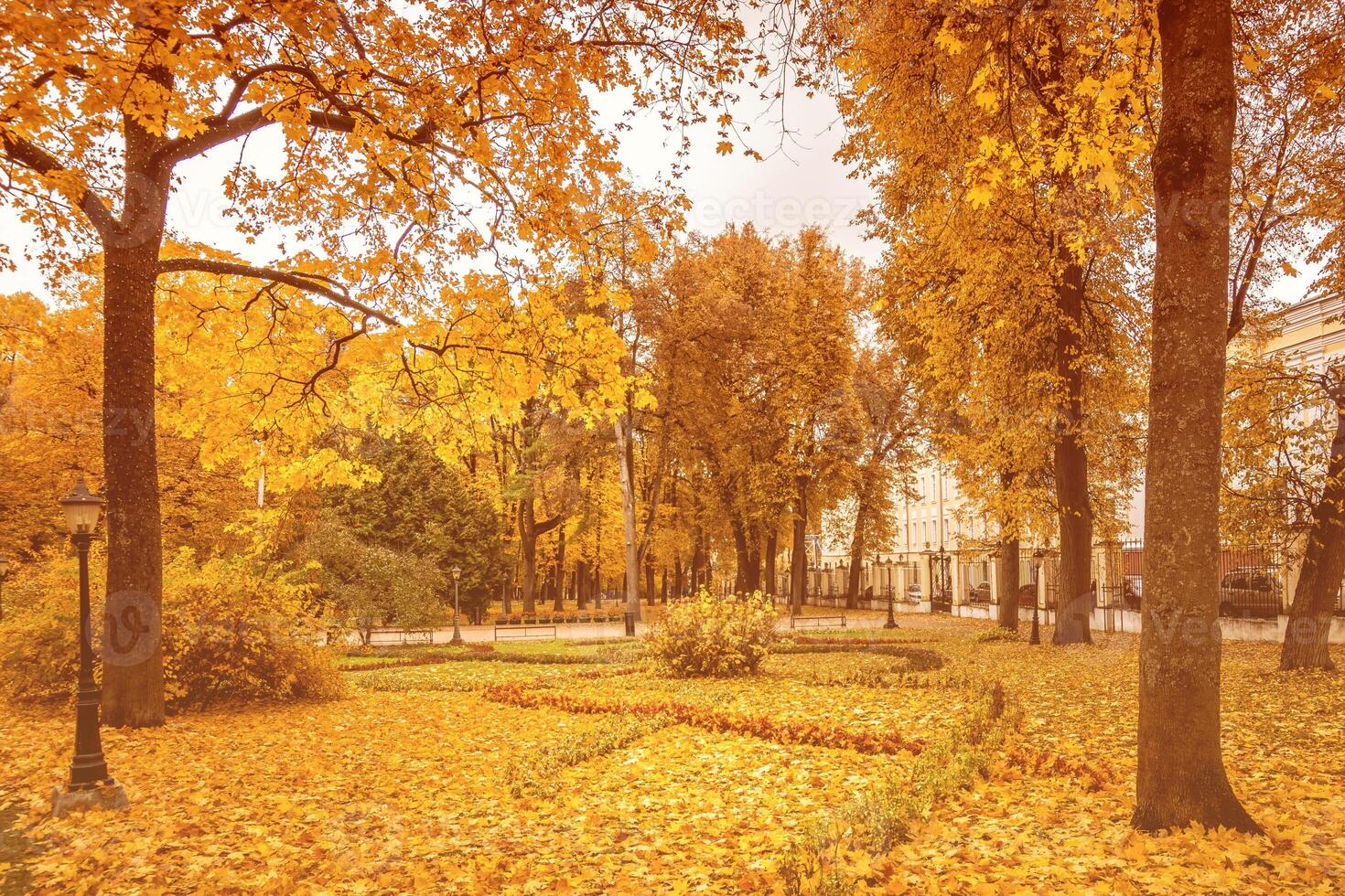 Leaf fall in the park in autumn with maples. photo