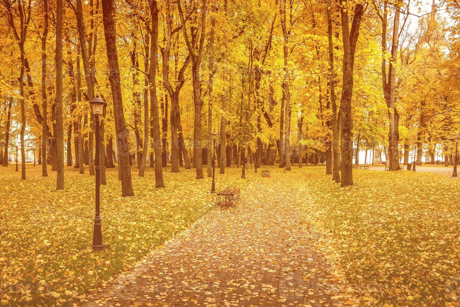 Leaf fall in the park in autumn with maples. photo