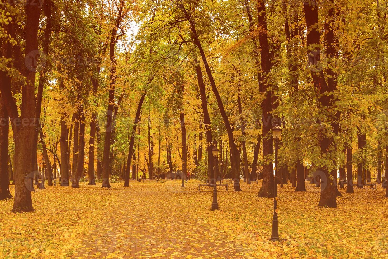 Leaf fall in the park in autumn with maples. photo
