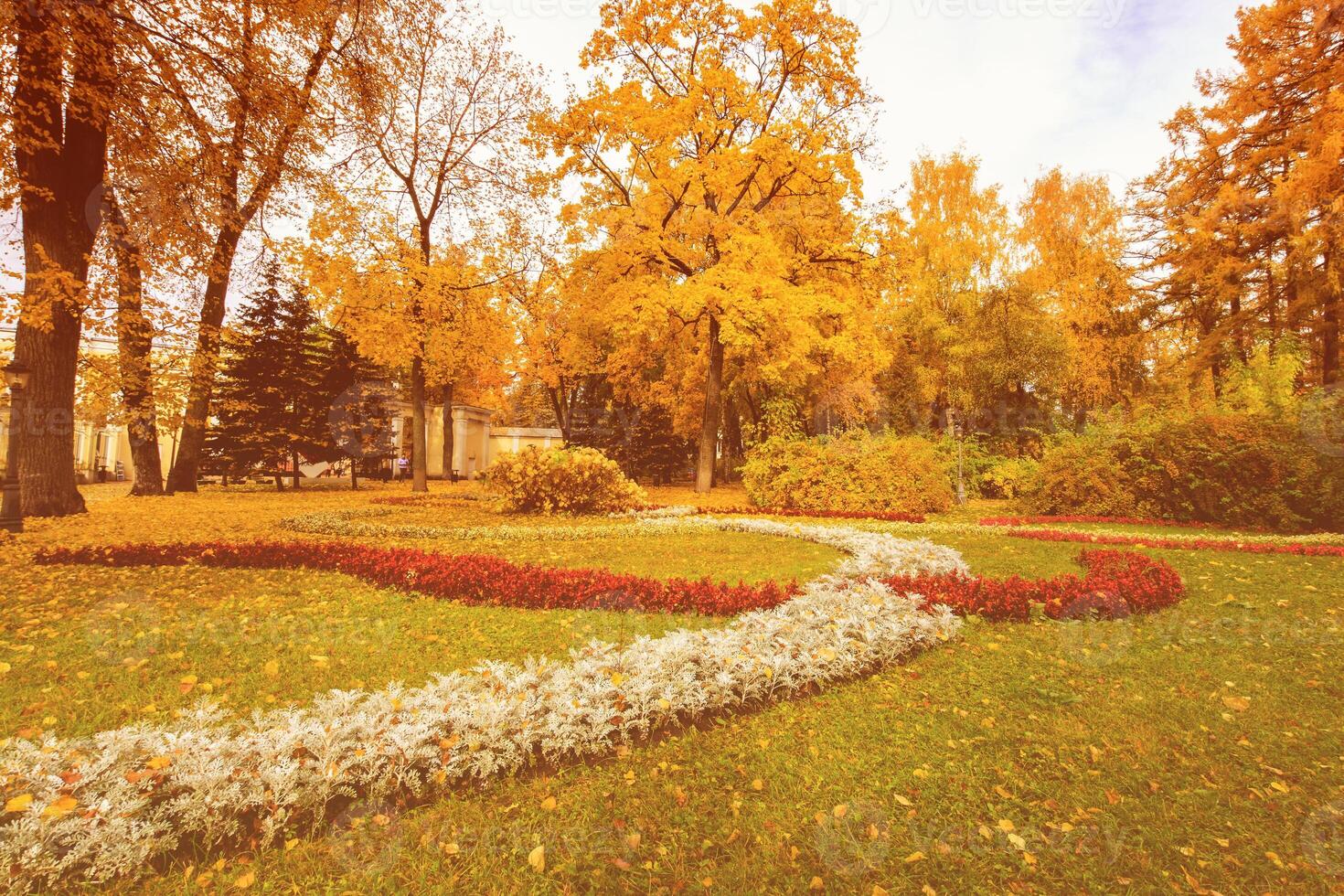 Leaf fall in the park in autumn with maples. photo