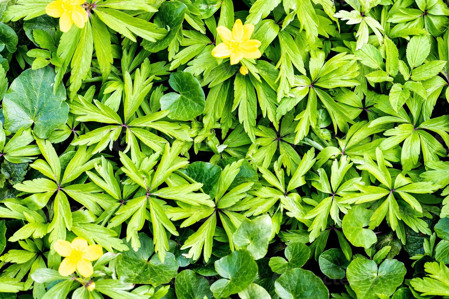 Texture of young green plant sprouts. photo