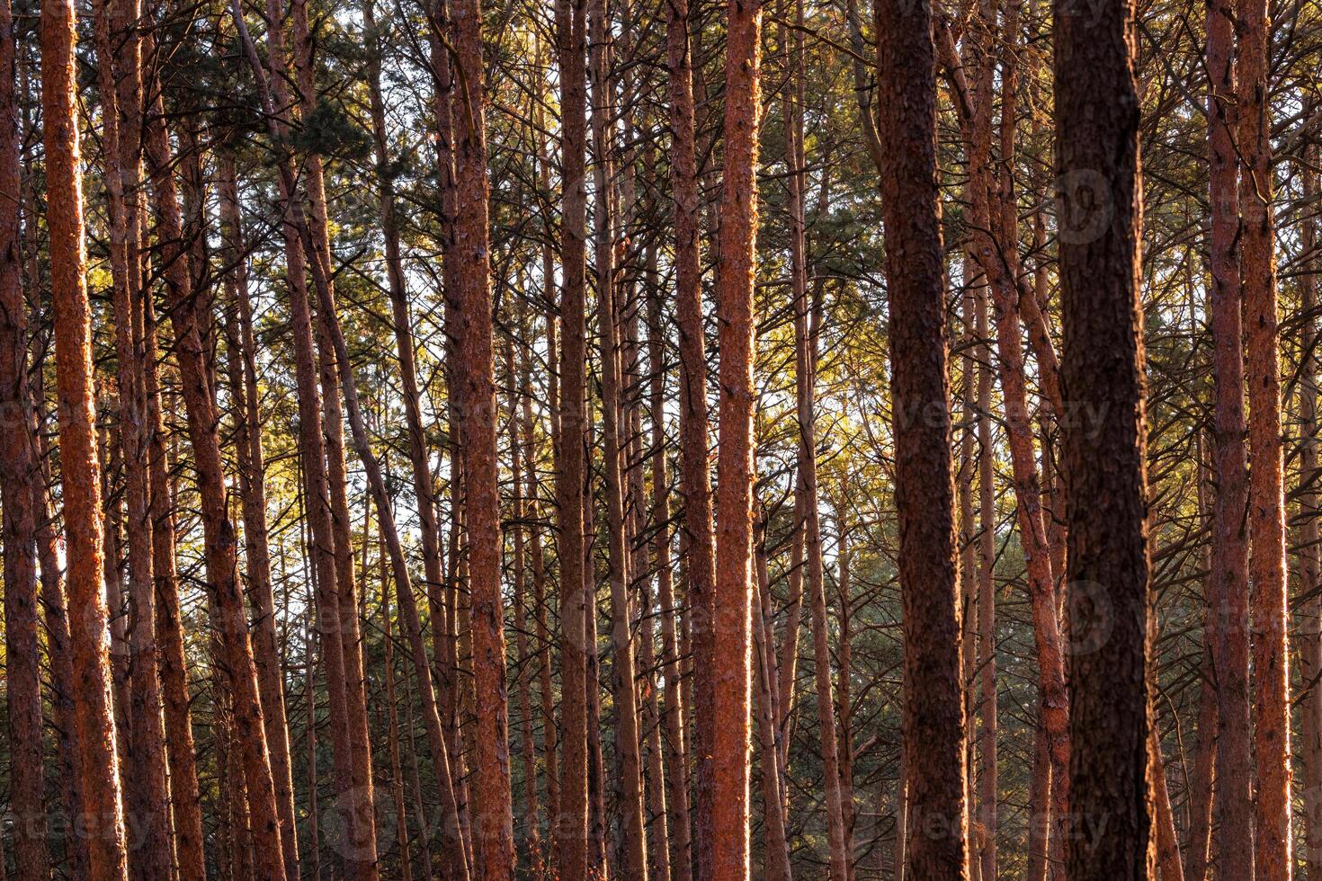 Sunbeams illuminating the trunks of pine trees at sunset or dawn in a spring forest. photo