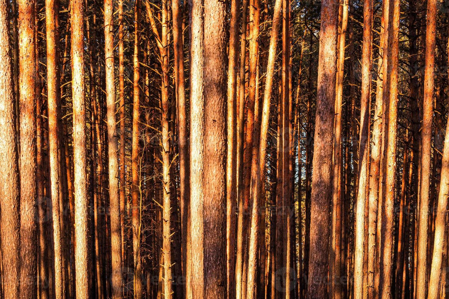 Sunbeams illuminating the trunks of pine trees at sunset or dawn in a spring forest. photo