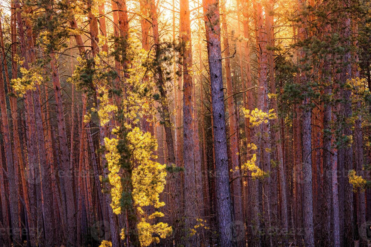 Sunrise in the spring pine forest. Sunbeams shining through the haze between pine trunk photo