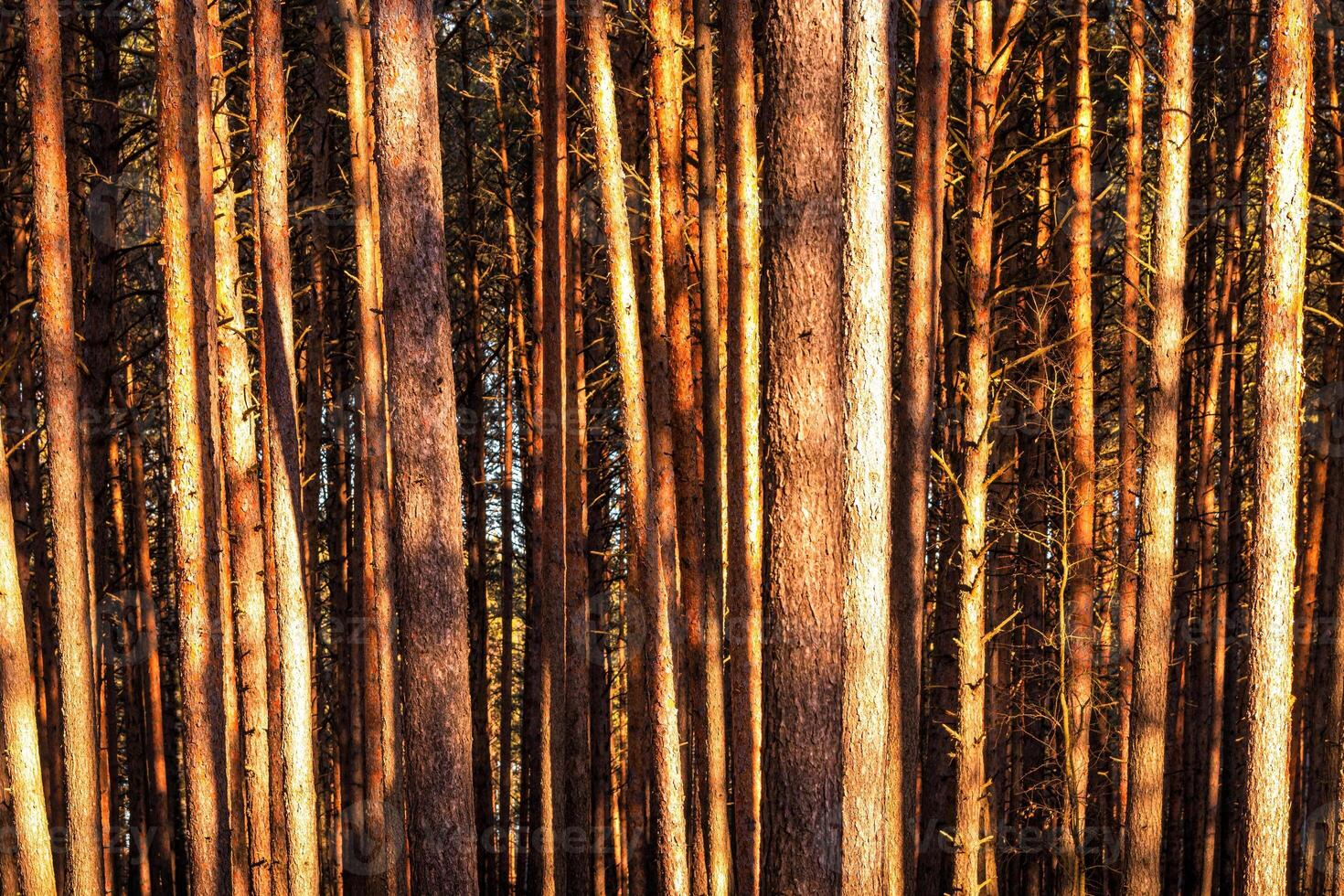Sunbeams illuminating the trunks of pine trees at sunset or dawn in a spring forest. photo