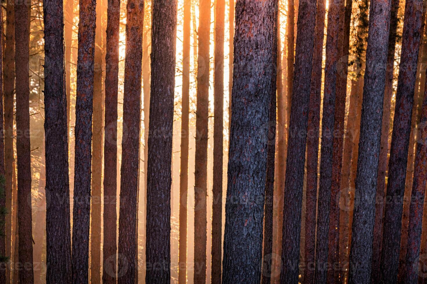 Sunrise in the spring pine forest. Sunbeams shining through the haze between pine trunk photo