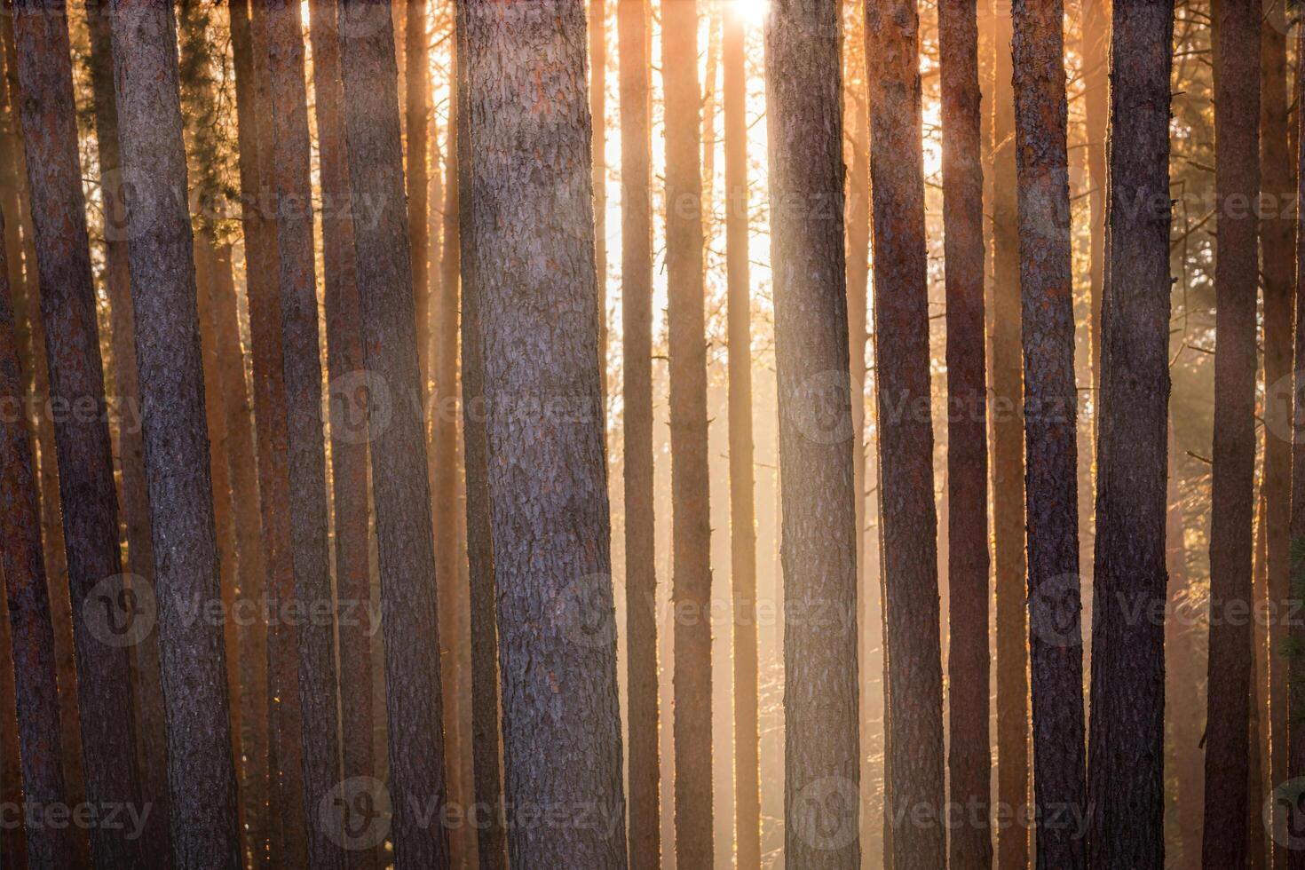 Sunrise in the spring pine forest. Sunbeams shining through the haze between pine trunk photo