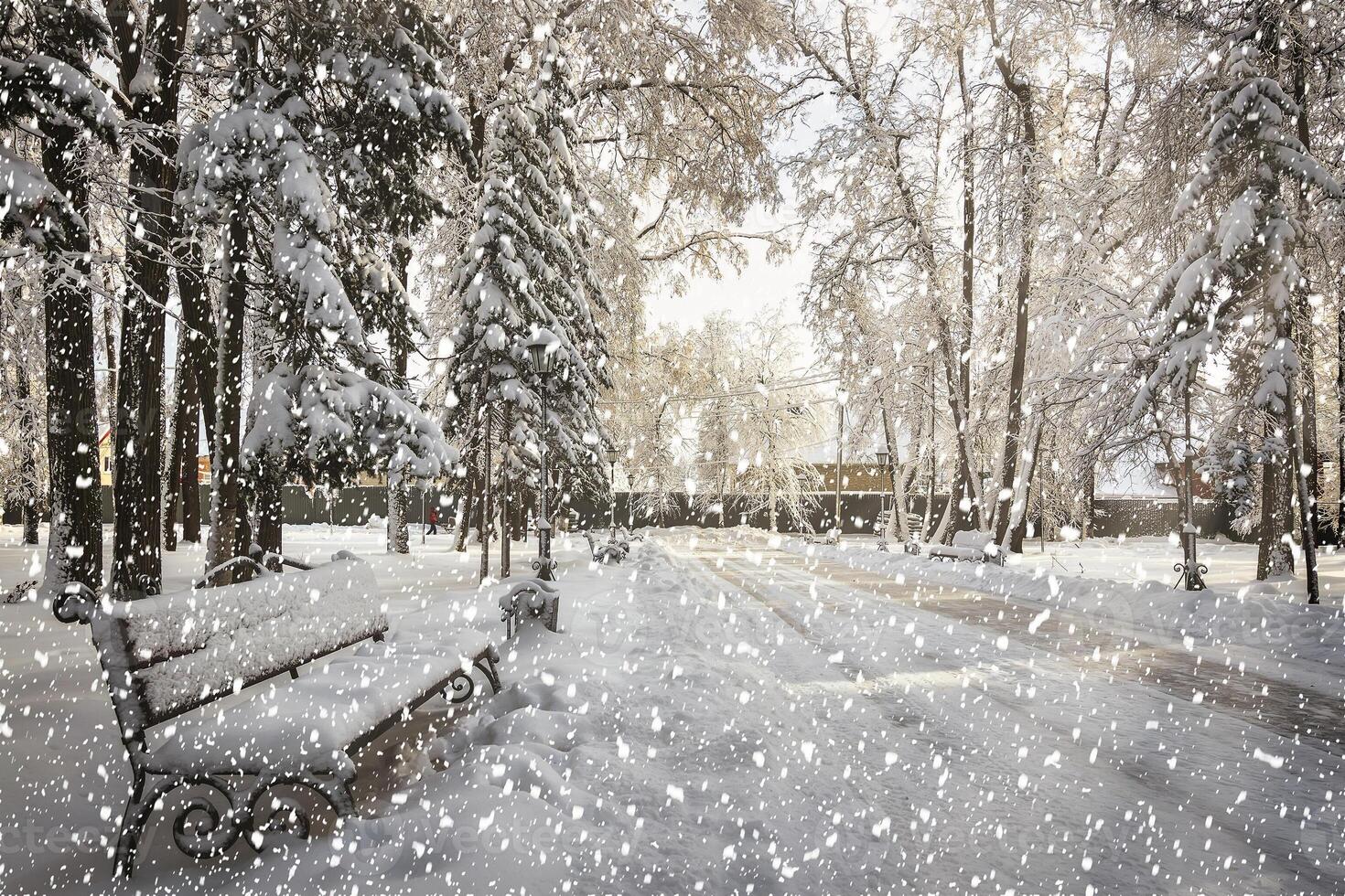 Snowfall in winter city park covered with snow on a sunny winter day. Sun rays breaking through trees and falling snowflakes. photo