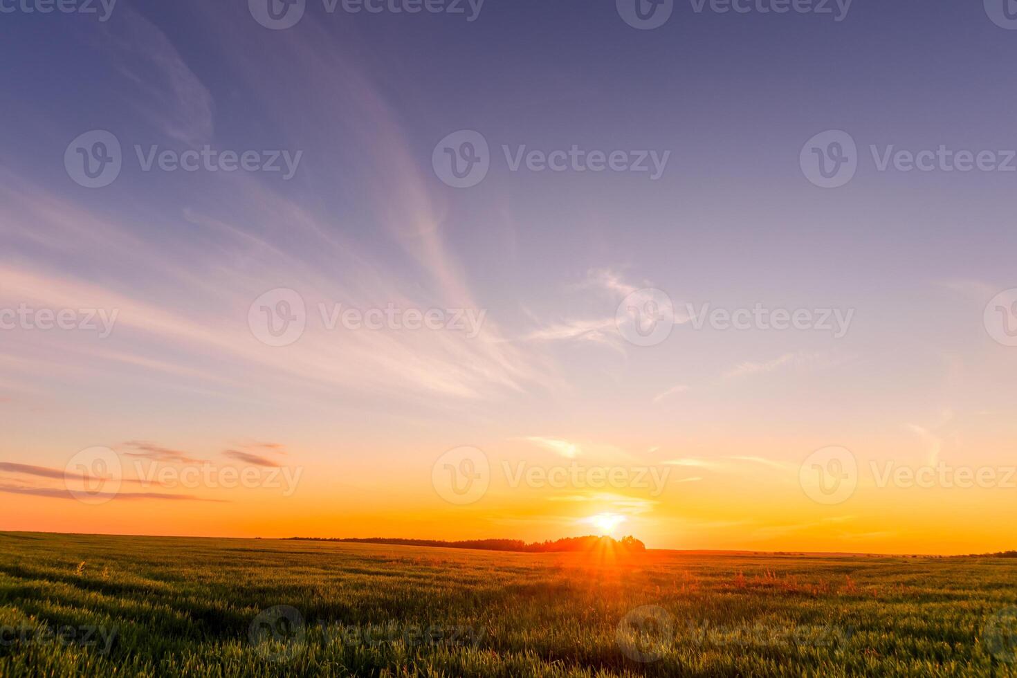 Sunset or sunrise in an agricultural field with ears of young green rye and a path through it on a sunny day. The rays of the sun pushing through the clouds. photo