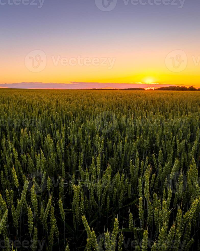 Sunset or sunrise in an agricultural field with ears of young green rye on a sunny day. The rays of the sun pushing through the clouds. photo