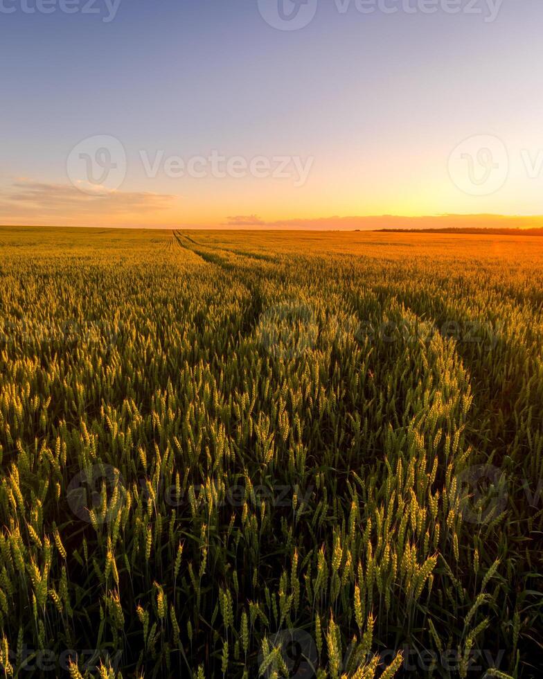 Sunset or sunrise in an agricultural field with ears of young green rye and a path through it on a sunny day. The rays of the sun pushing through the clouds. photo