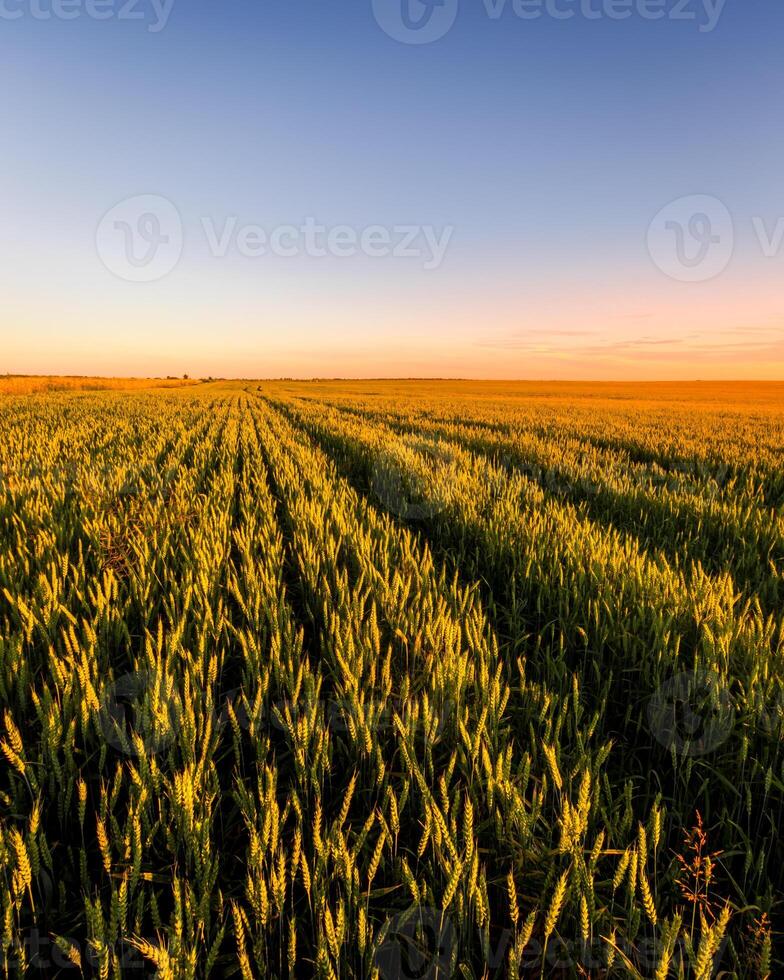 Sunset or sunrise in an agricultural field with ears of young green rye and a path through it on a sunny day. The rays of the sun pushing through the clouds. photo
