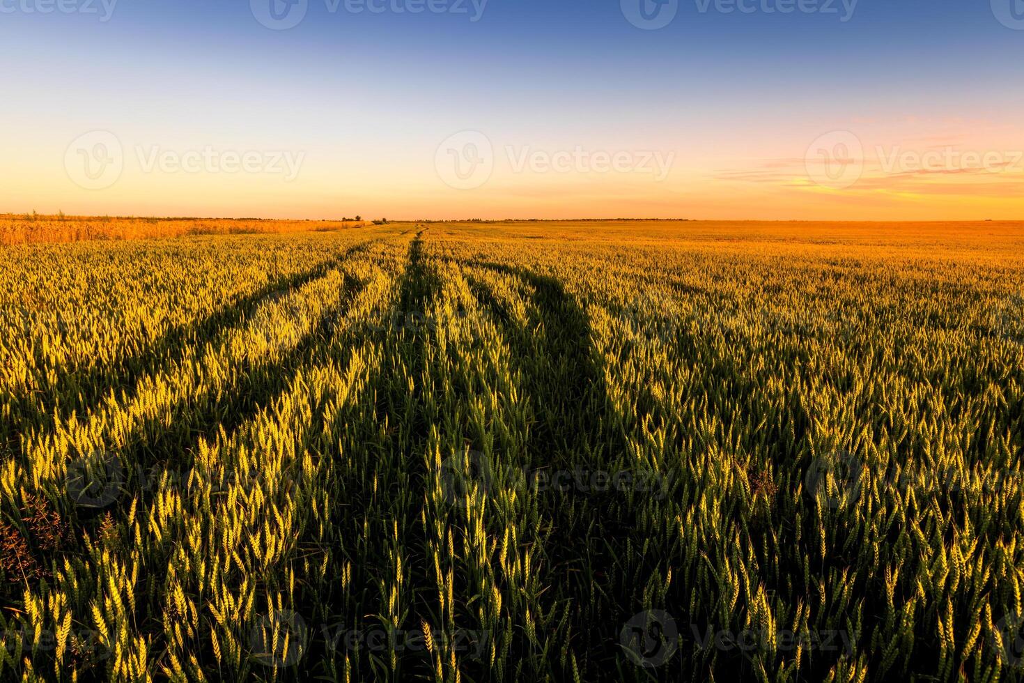 Sunset or sunrise in an agricultural field with ears of young green rye and a path through it on a sunny day. The rays of the sun pushing through the clouds. photo