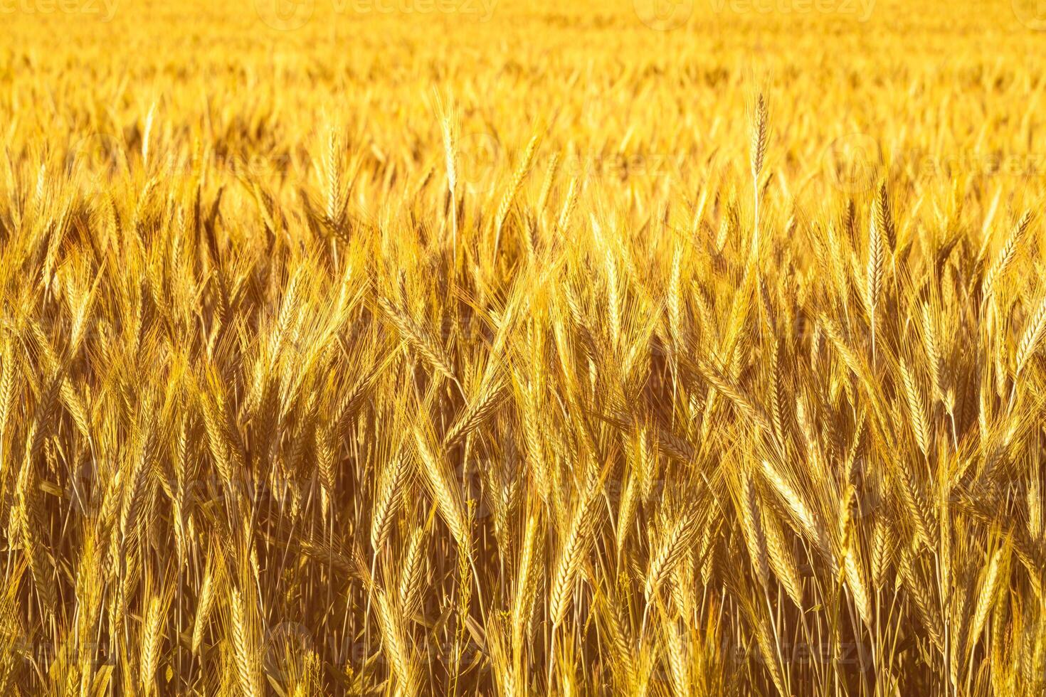 Golden ears of young rye lit by the evening rays of the sun. The concept of agriculture and cultivation of cereals. photo