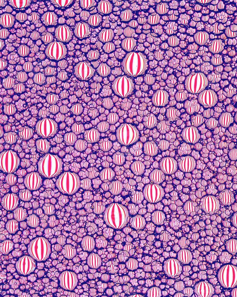 Top view on colorful drops of oil on the water. Circles and ovals. photo