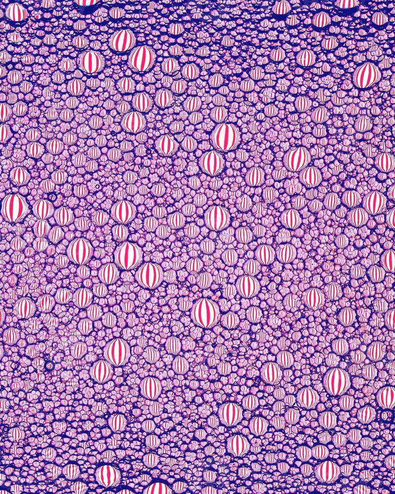 Top view on colorful drops of oil on the water. Circles and ovals. photo