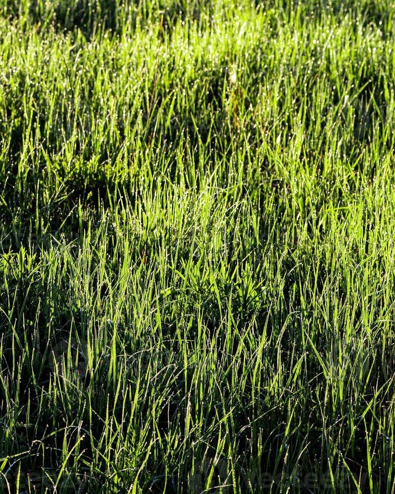 Texture of young green grass in spring morning, covered with drops of dew or rain with the sun's rays reflected in it. photo