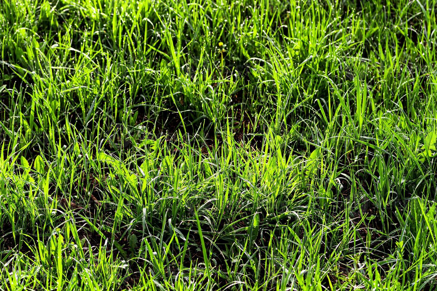 Texture of young green grass in spring morning, covered with drops of dew or rain with the sun's rays reflected in it. photo