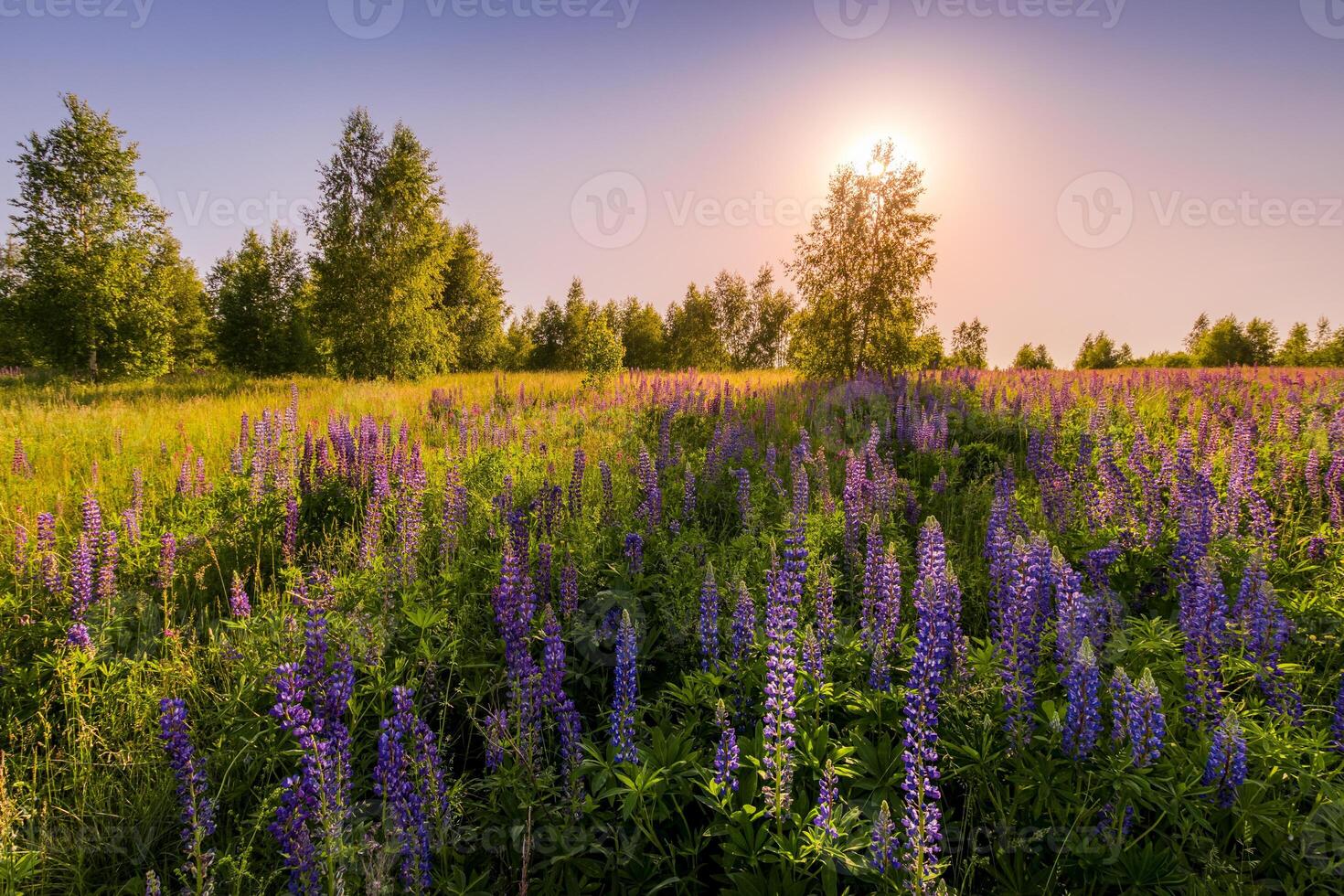 Sunset or dawn on a field with purple lupins, wild carnations and young birches in clear summer weather and a clear cloudless sky. photo