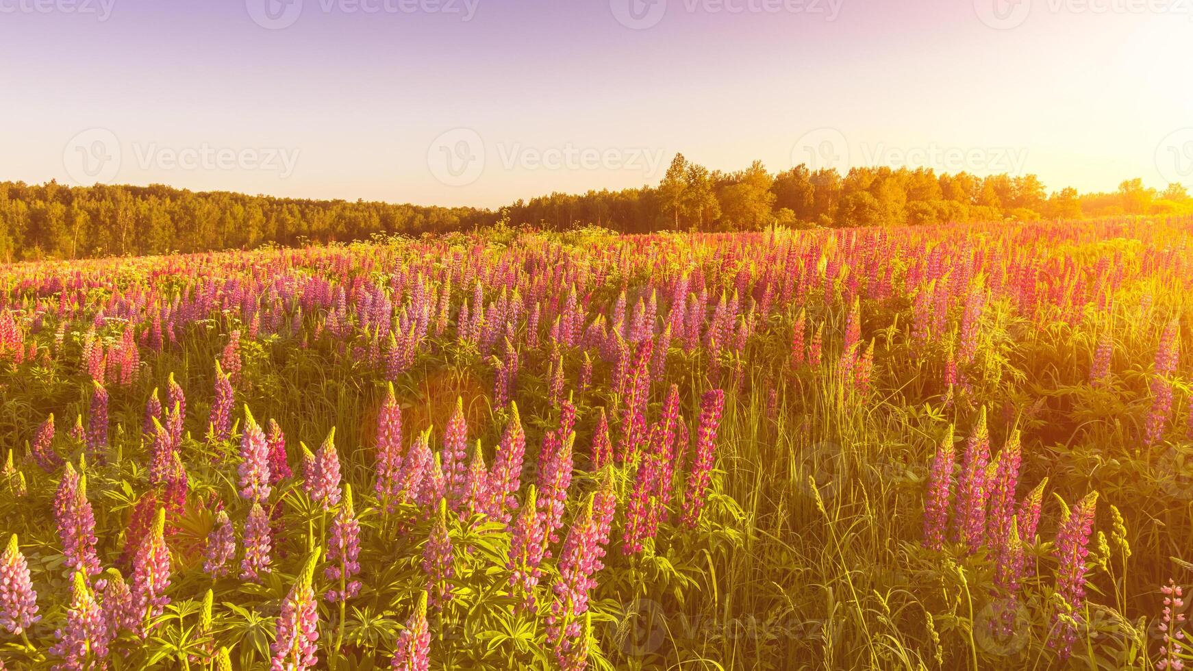 Sunrise or sunset on a field with purple lupins on a clear summer day with a clear cloudless sky and birch trees in the background. photo