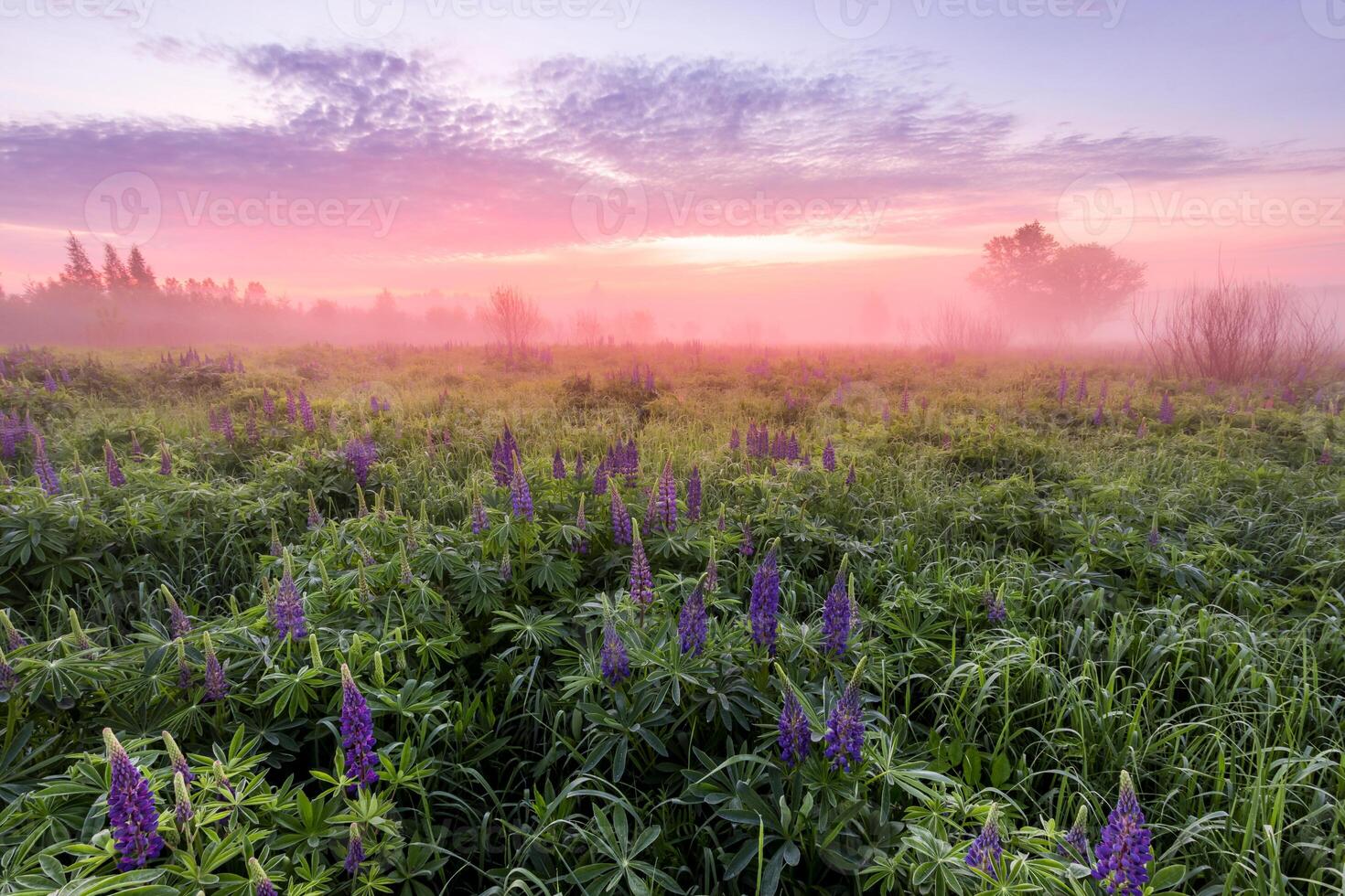 Twilight on a field covered with flowering lupines in spring or early summer season with fog and trees on a background in morning. photo