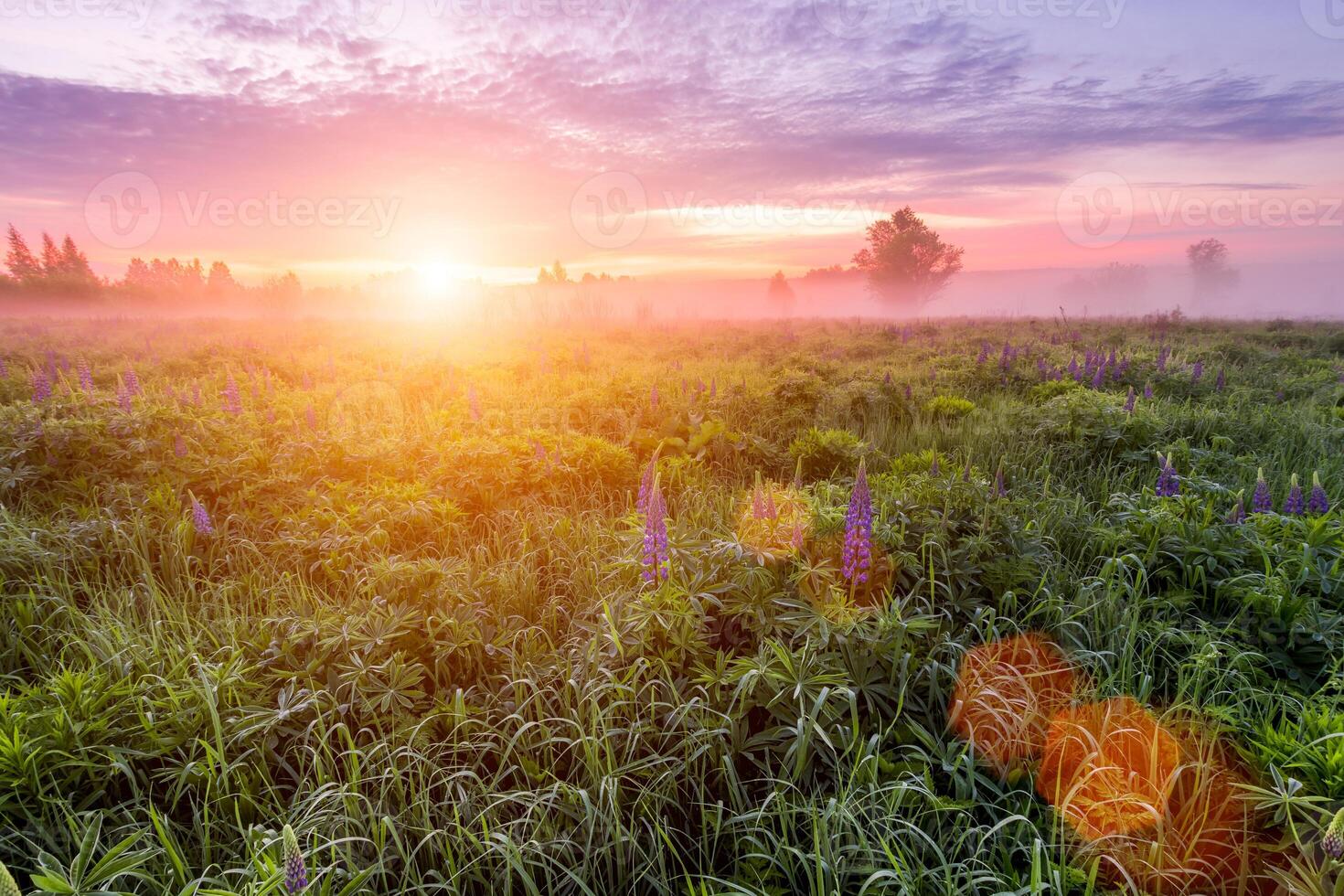 Sunrise on a field covered with flowering lupines in spring or early summer season with fog and trees on a background in morning. photo