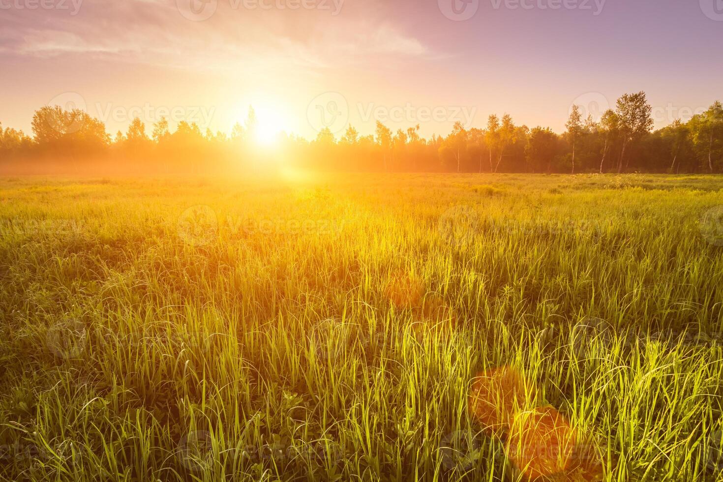 Sunrise or sunset in a spring field with green grass covered with a dew, fog, birch trees and clear bright sky. photo