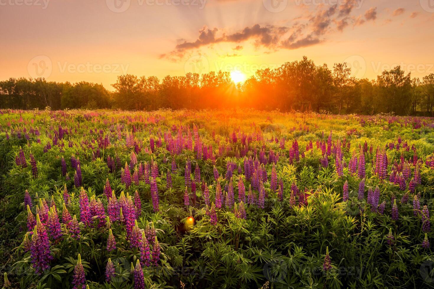 Sunrise on a field covered with flowering lupines in spring or early summer season with fog and trees on a background in morning. photo